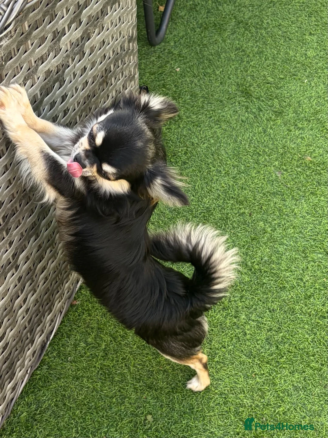 Chihuahua dogs for sale: Longcoat chihuahuas - Advert 9