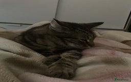 Mixed Breed cats for sale: Tabby looking for a loving home - Image 3