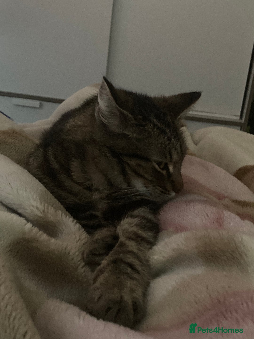 Mixed Breed cats for sale: Tabby looking for a loving home - Image 3