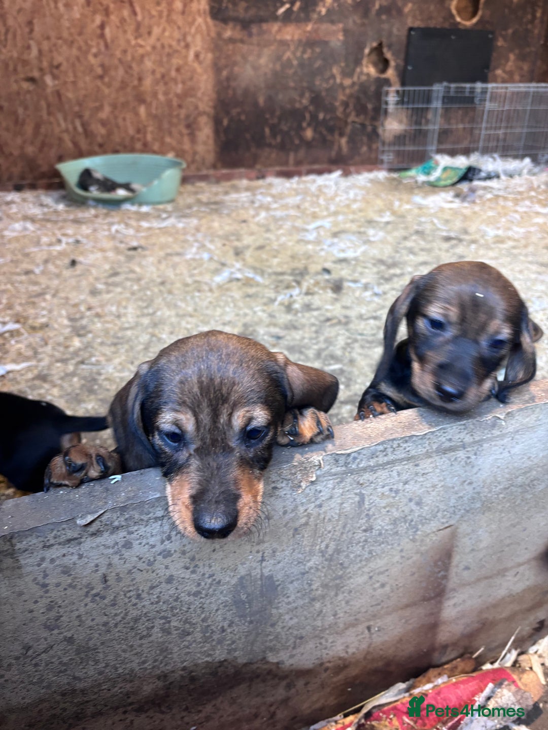 Dachshund dogs for sale:  2 Adorable Wire haired Dachshund male puppie - Advert 4
