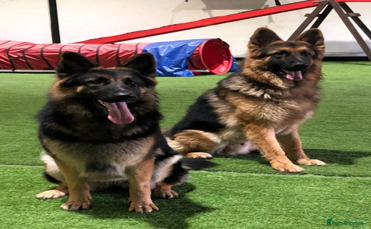 German Shepherd dogs - Advert 6