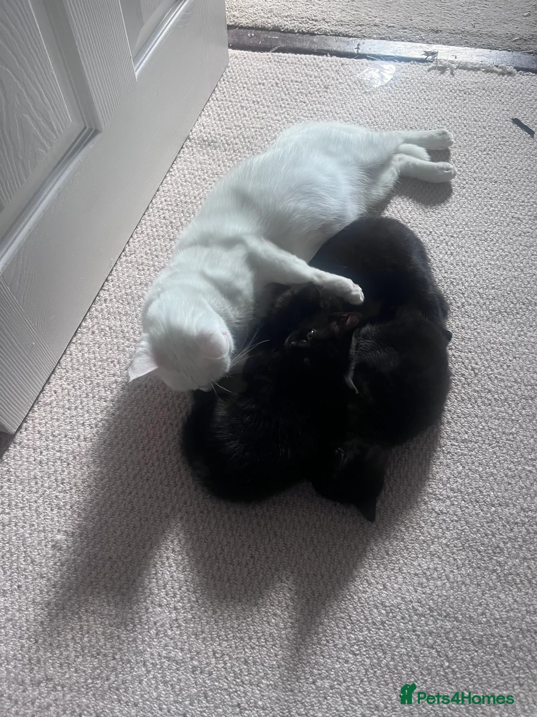 British Shorthair cats for sale: The cutest kittens!🐈‍⬛  in Havant - Advert 2