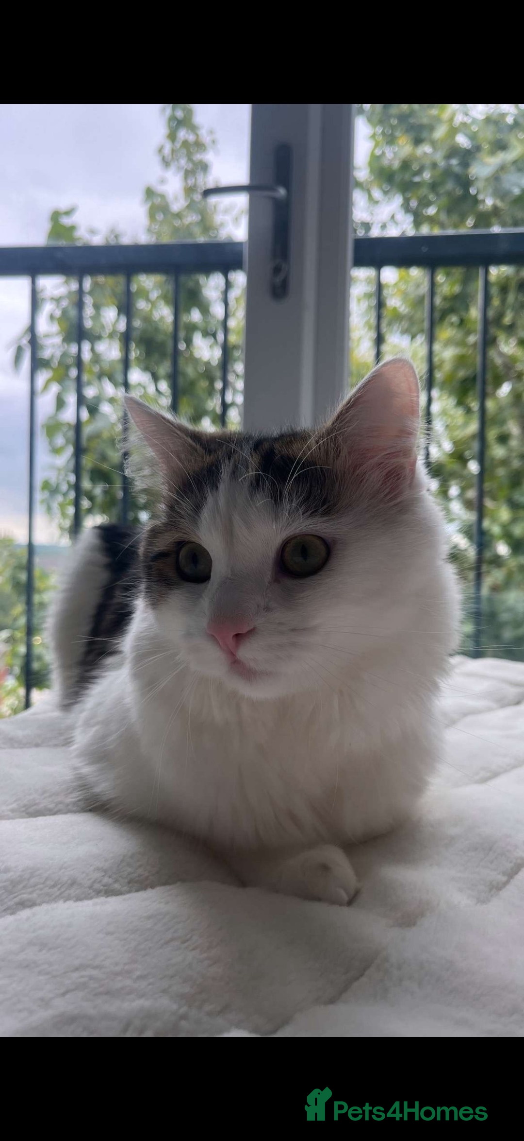 Mixed Breed cats for sale: Luna and Franky  - Advert 5