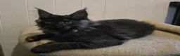 Maine Coon cats for sale: Hand Reared Black Smoke Maine Coon Kittens - Advert 35