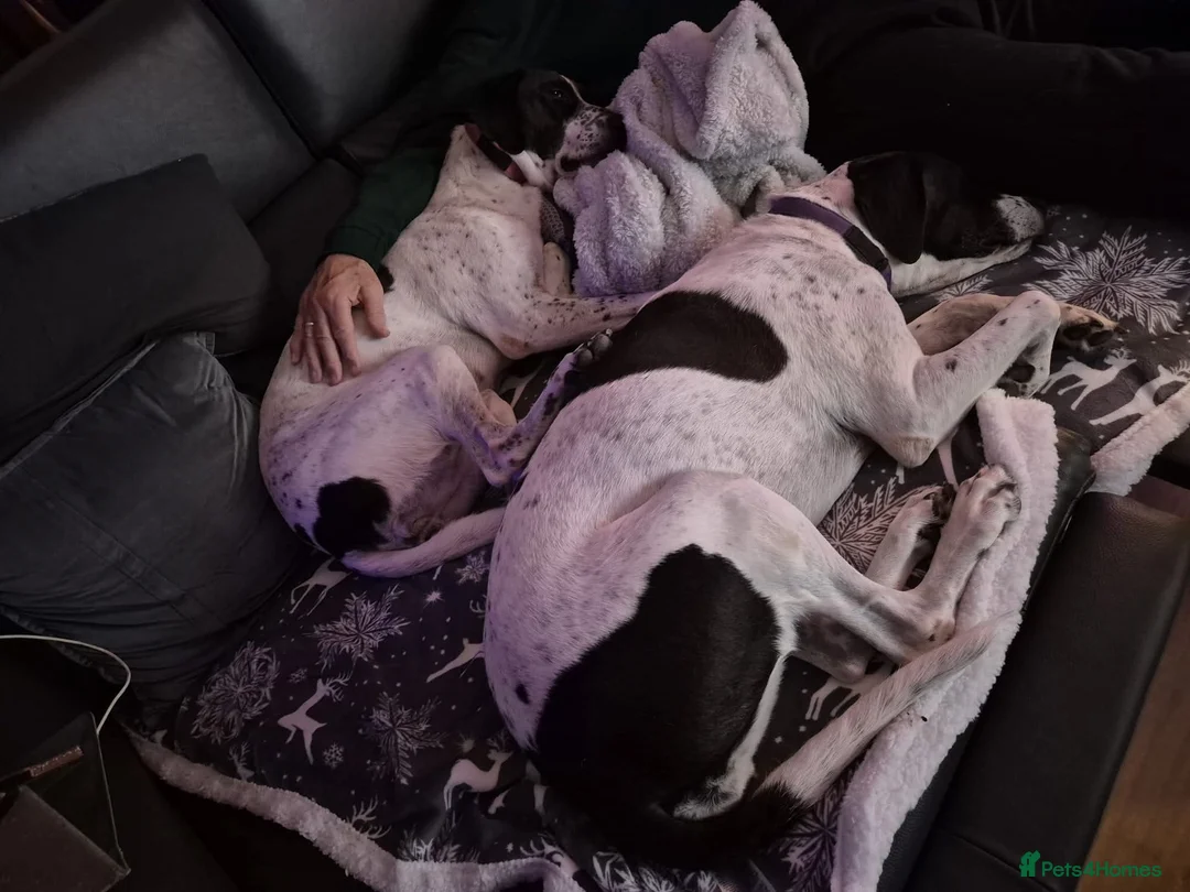 Pointer dogs for adoption: Coco and Luna - Advert 5