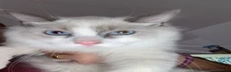 Ragdoll cats for sale: Beautiful ragdoll  - Advert 2