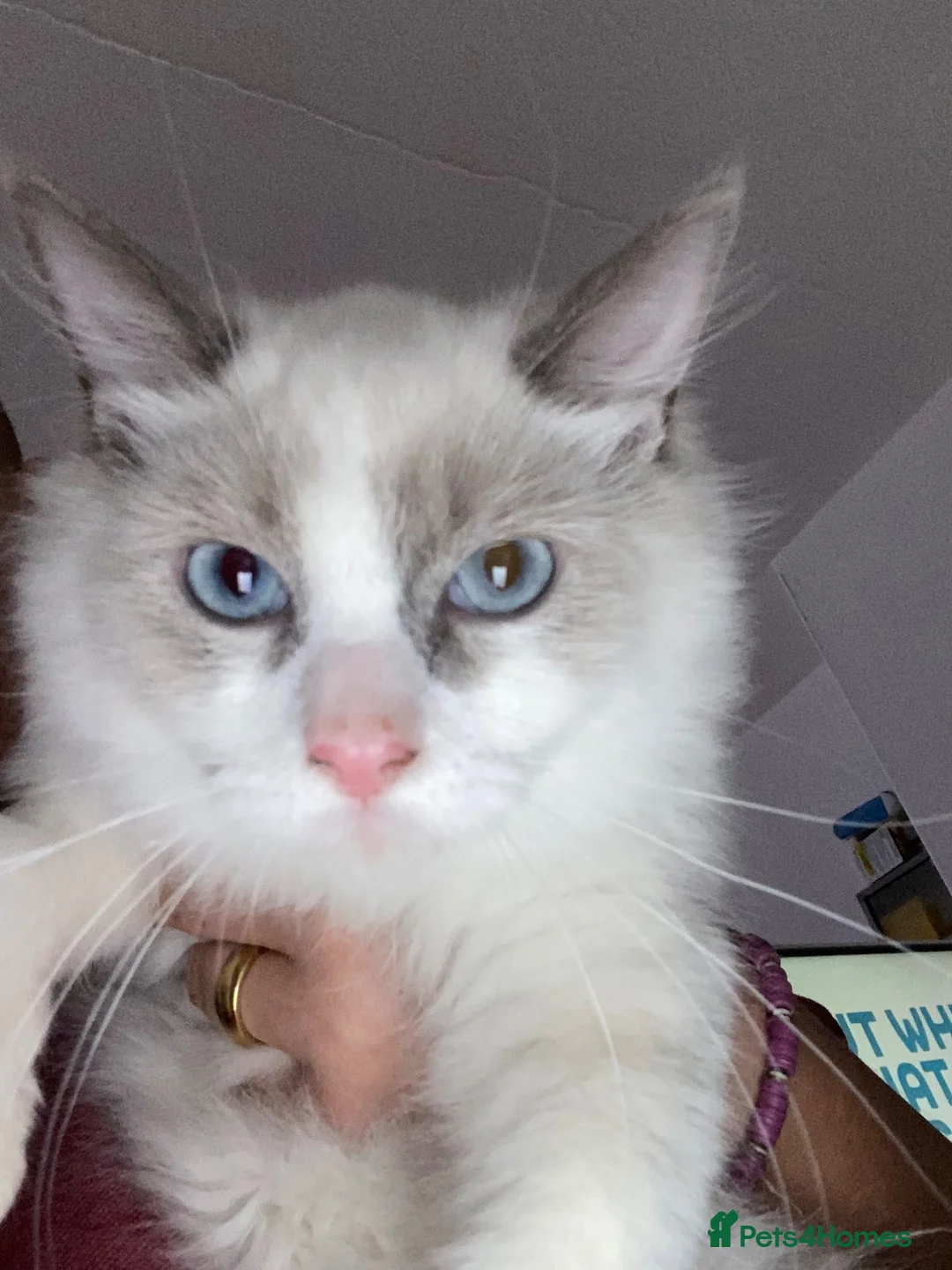 Ragdoll cats for sale: Beautiful ragdoll  - Advert 2