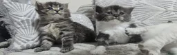 Maine Coon cats for sale: Mainecoon/ragdoll - Advert 7