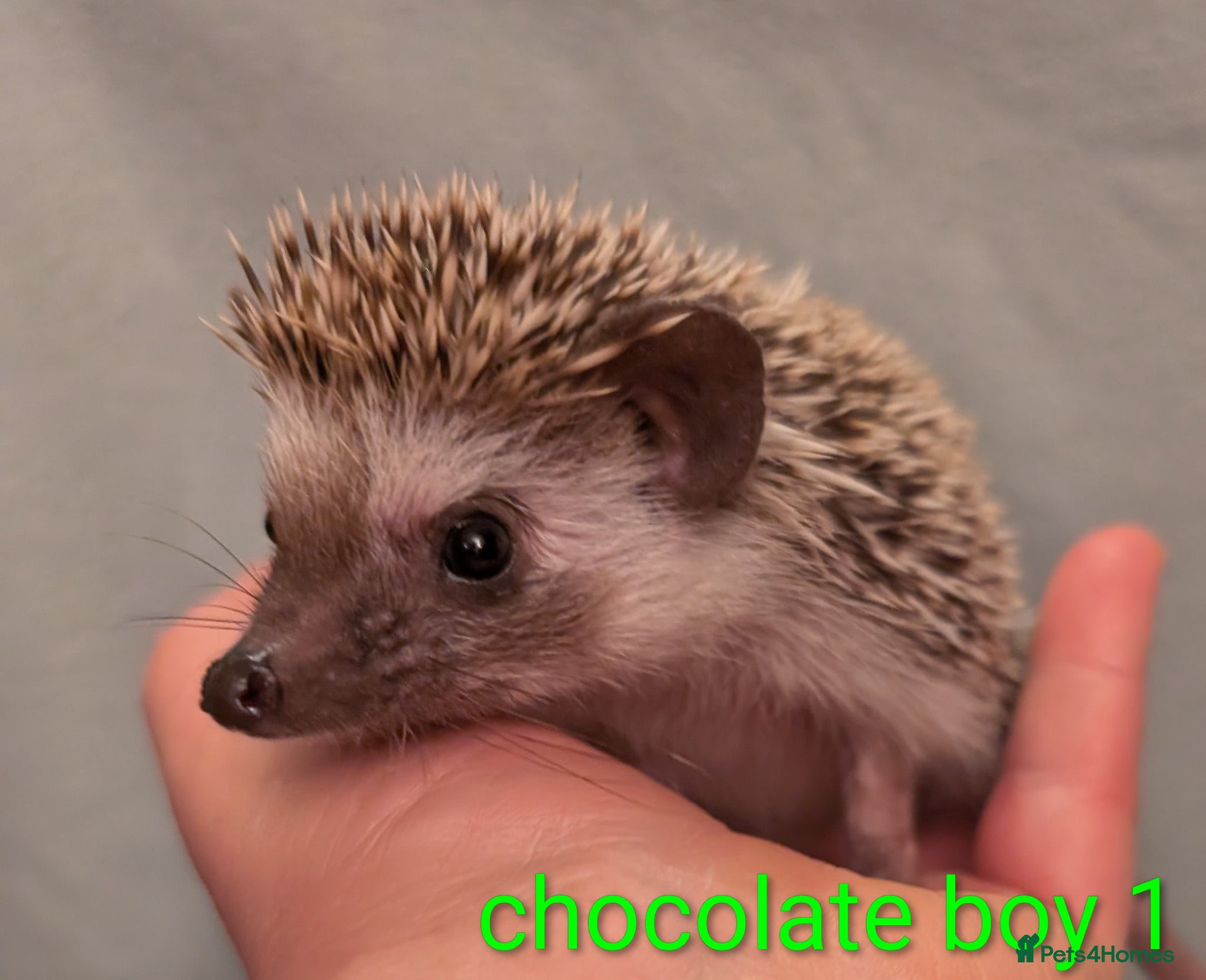 Pygmy Hedgehog rodents for sale: Jorvik hedgehogs.  - Advert 2