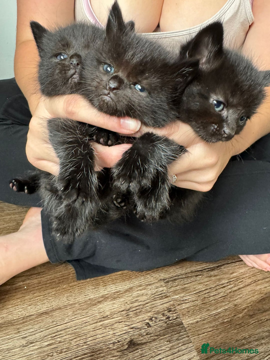 Mixed Breed cats for sale: Black mixed Kittens - Image 2
