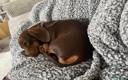 Miniature Dachshund dogs for sale: Chocolate Brown Miniature Dachshund 3 Years Old   - Advert 5