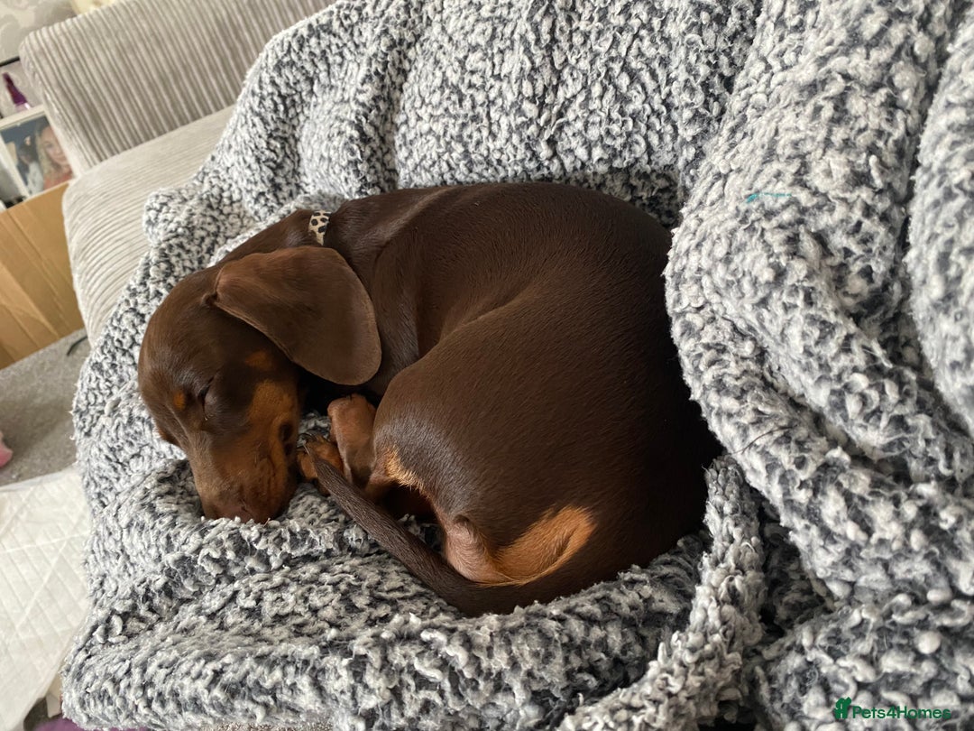 Miniature Dachshund dogs for sale: Chocolate Brown Miniature Dachshund 3 Years Old   - Advert 5