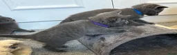 Russian Blue cats for sale: Russian Blue Kittens - Advert 12