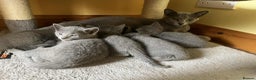 Russian Blue cats for sale: TICA REGISTERED Pure Breed Russian Blue Kittens - Advert 9