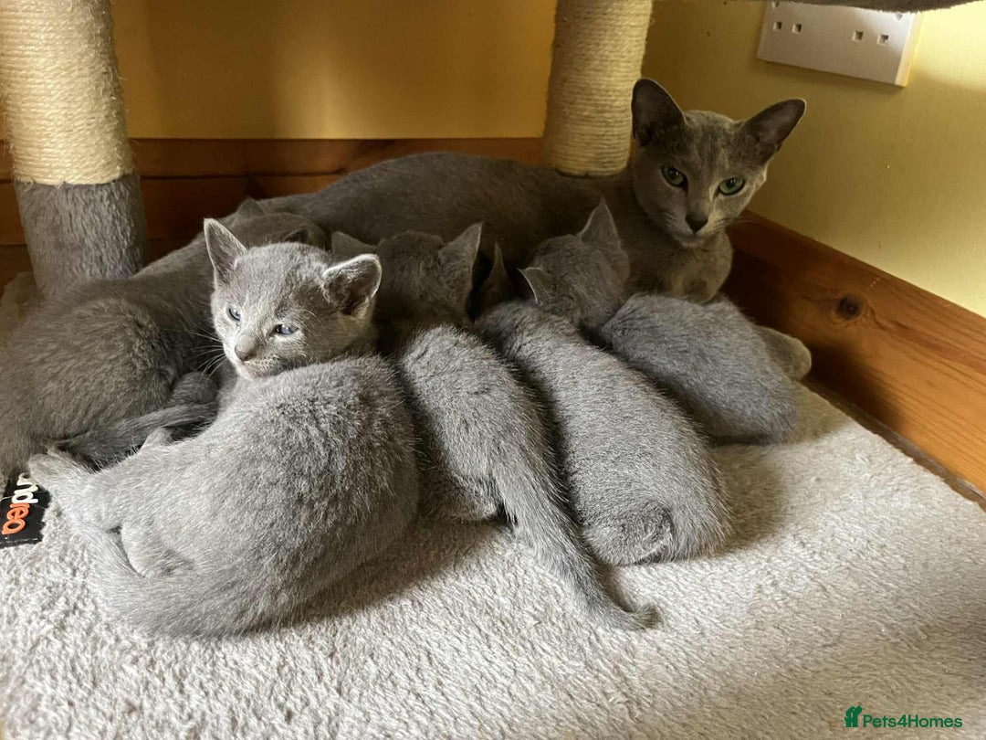 Russian Blue cats for sale: TICA REGISTERED Pure Breed Russian Blue Kittens - Advert 9