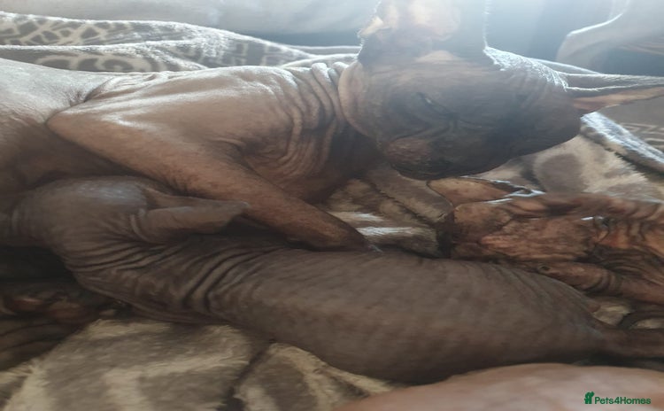 Sphynx cats - Advert 1