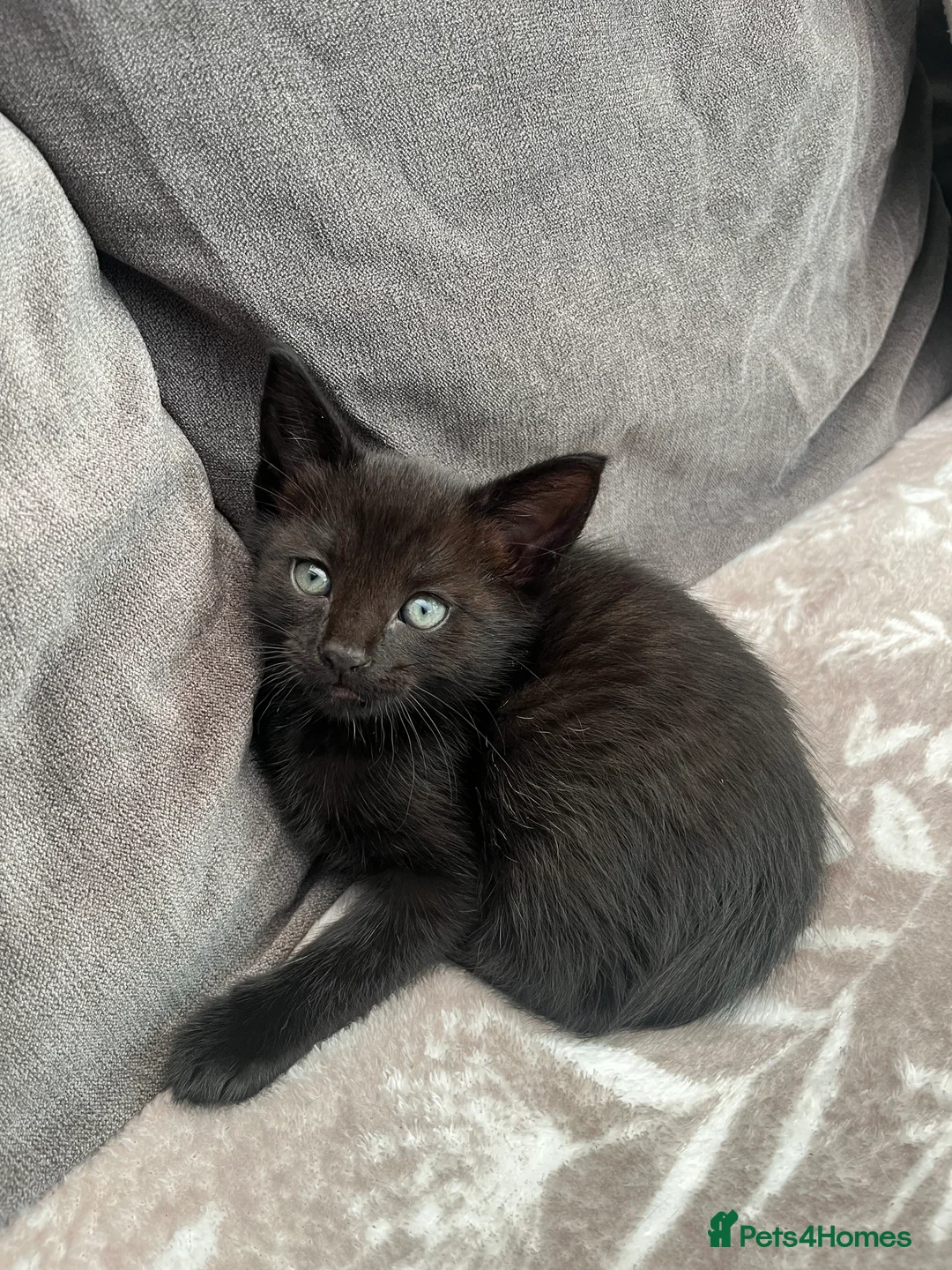 Mixed Breed cats for sale: All kittens reserved - Advert 7