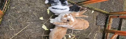 Mixed Breed rabbits for sale: Mini lop x Netherlands dwarf - Advert 3