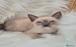 Snowshoe cats for sale: Stunning pedigree Snowshoe kittens  - Image 8