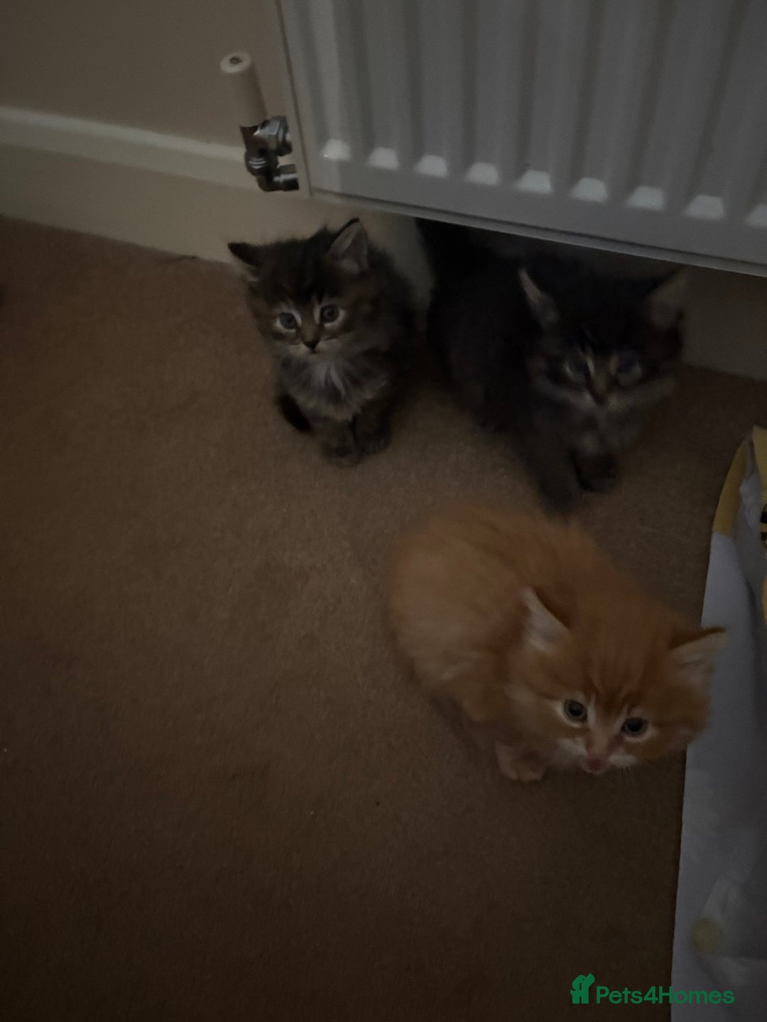 British Longhair cats for sale: Fluffy balls of joy - Image 6