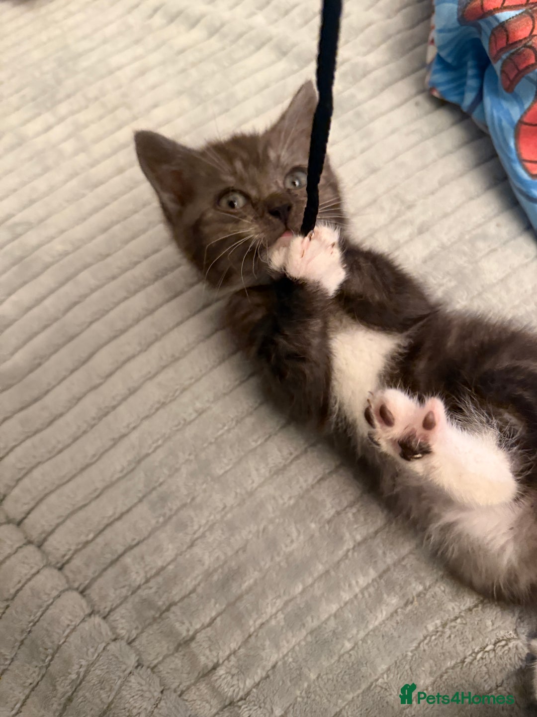 Mixed Breed cats for sale: 2 male kittens - Advert 5