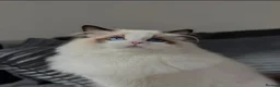 Ragdoll cats for sale: Stunning Seal Point Bicolour Ragdoll  - Advert 13