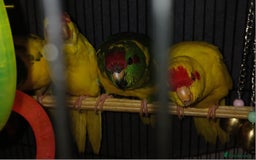 Parakeets birds for sale: Kakariki's Handreard kakariki's  - Image 8
