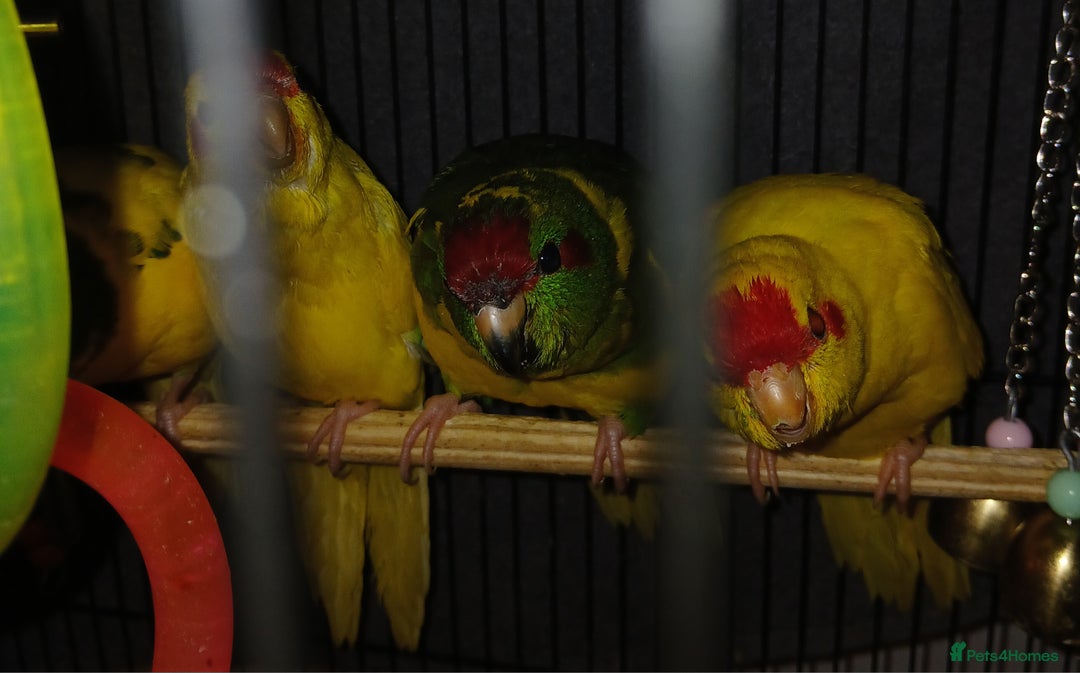 Parakeets birds for sale: Kakariki's Handreard kakariki's  - Image 8