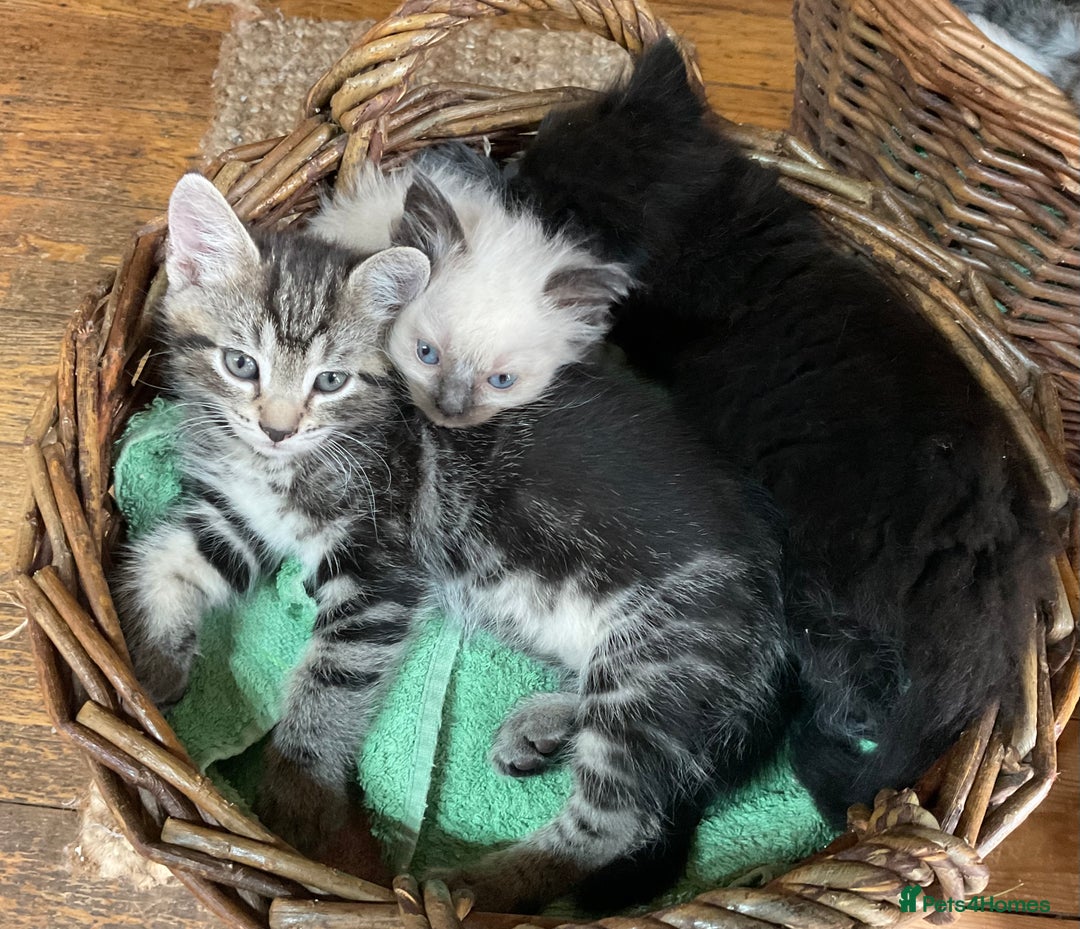 Ragdoll cats for sale: Lovely Kittens - Advert 6