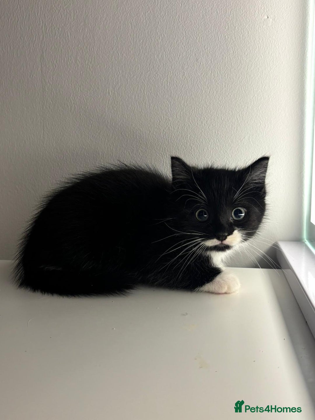 Mixed Breed cats for sale: Kittens for sale - Advert 13