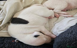 Staffordshire Bull Terrier dogs for sale:  Unique Classic Markings - Image 25