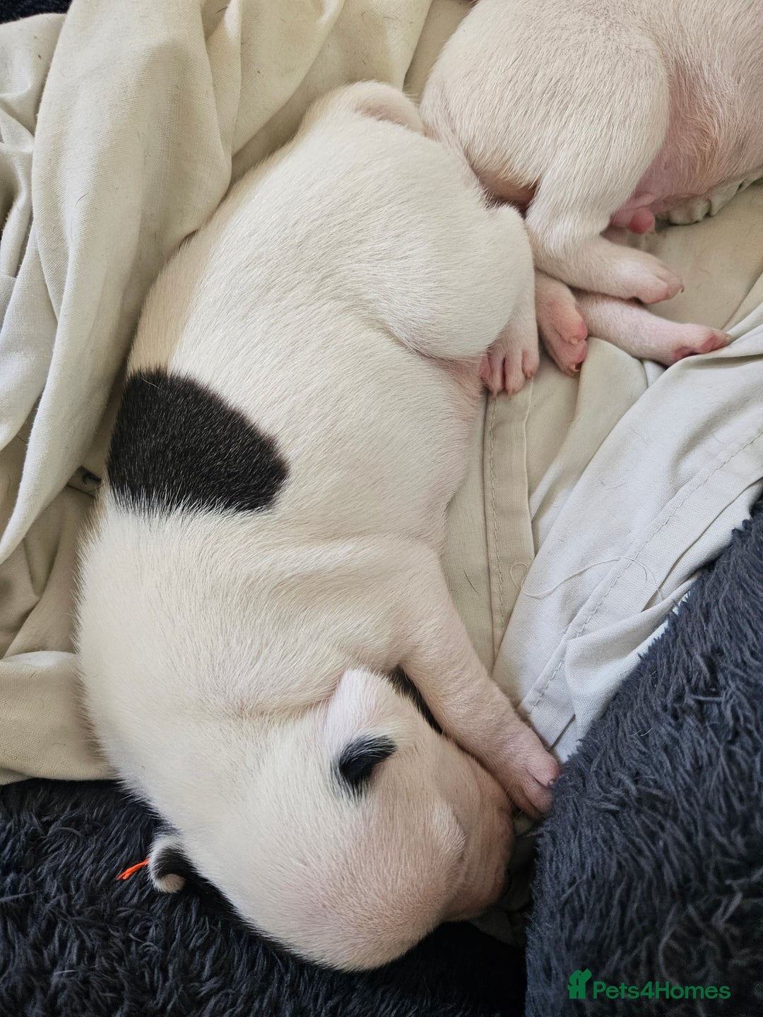 Staffordshire Bull Terrier dogs for sale:  Unique Classic Markings - Image 25