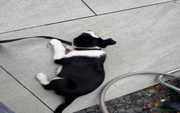 Mixed Breed dogs for sale: Smooth collie puppy - Image 3