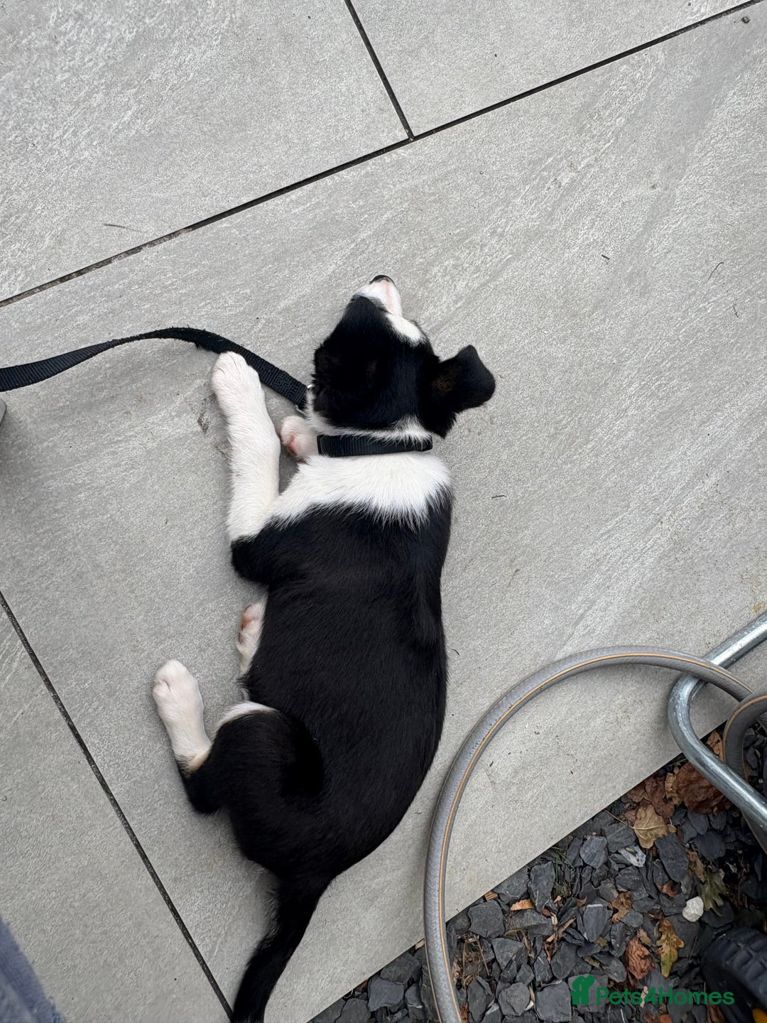 Mixed Breed dogs for sale: Smooth collie puppy - Image 3