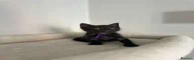 Mixed Breed 7 dark purple girl