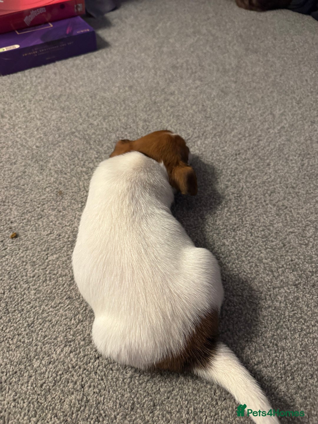 Jack Russell dogs for sale: Gorgeous Jack Russell Puppies For Sale  - Advert 5