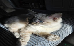 Ragdoll cats for sale: 2 beautiful Ragdolls rehoming - Image 6