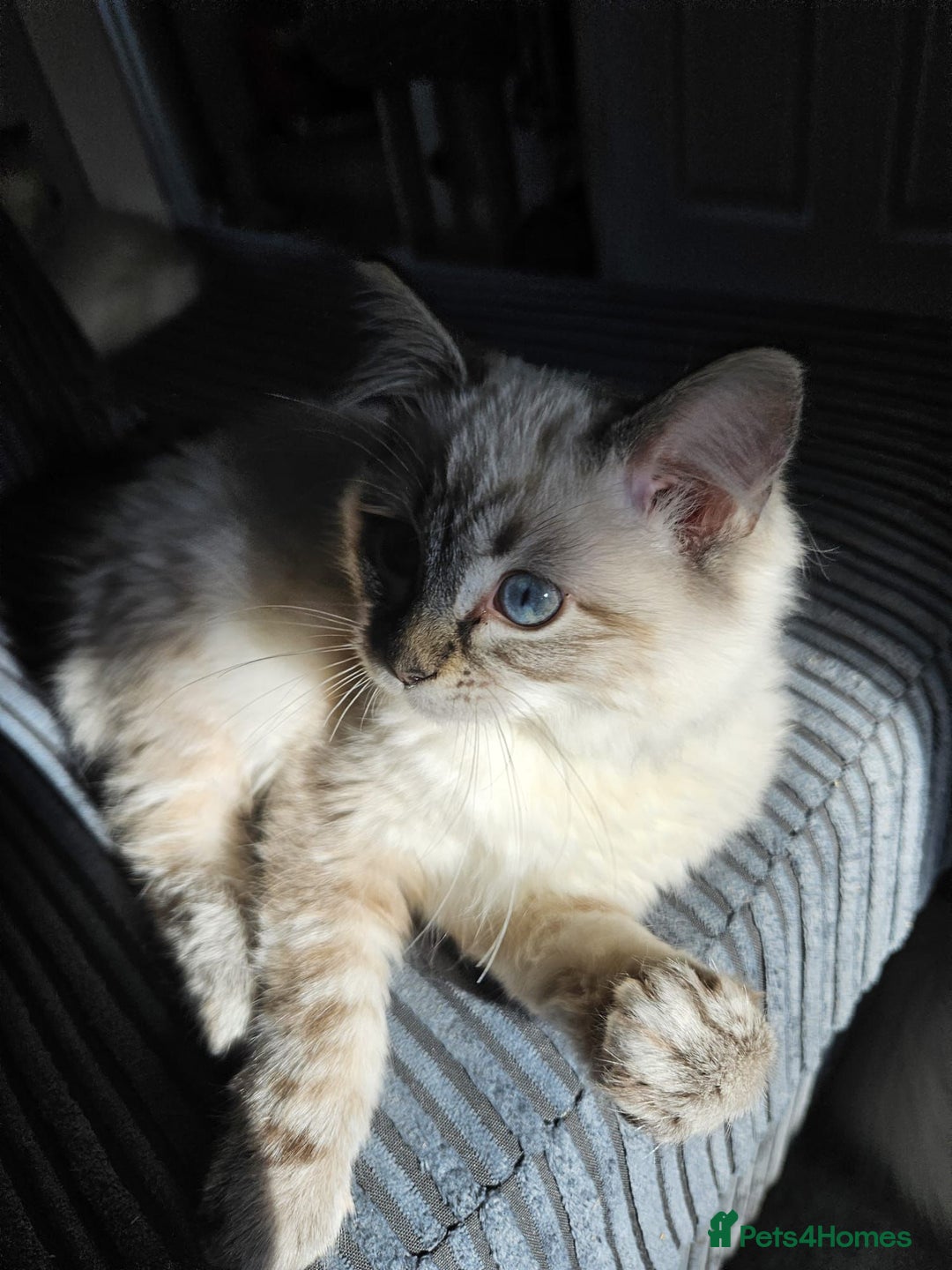 Ragdoll cats for sale: 2 beautiful Ragdolls rehoming - Image 6