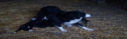 Border Collie dogs for sale: Lovely border collie pup's for sale - Advert 1