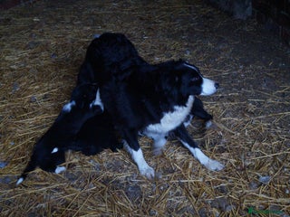 Border Collie dogs Lovely border collie pup's for sale - Advert 2