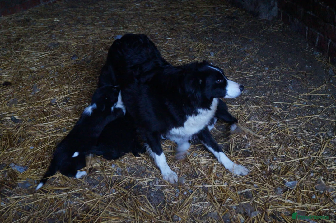 Border Collie dogs for sale: Lovely border collie pup's for sale - Advert 1