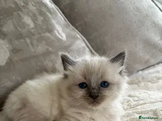 Ragdoll cats 5 Ragdoll Kittens 🐾 - Advert 1