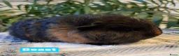 Guinea Pig rodents for sale: Single boars and baby guinea pigs - Advert 8