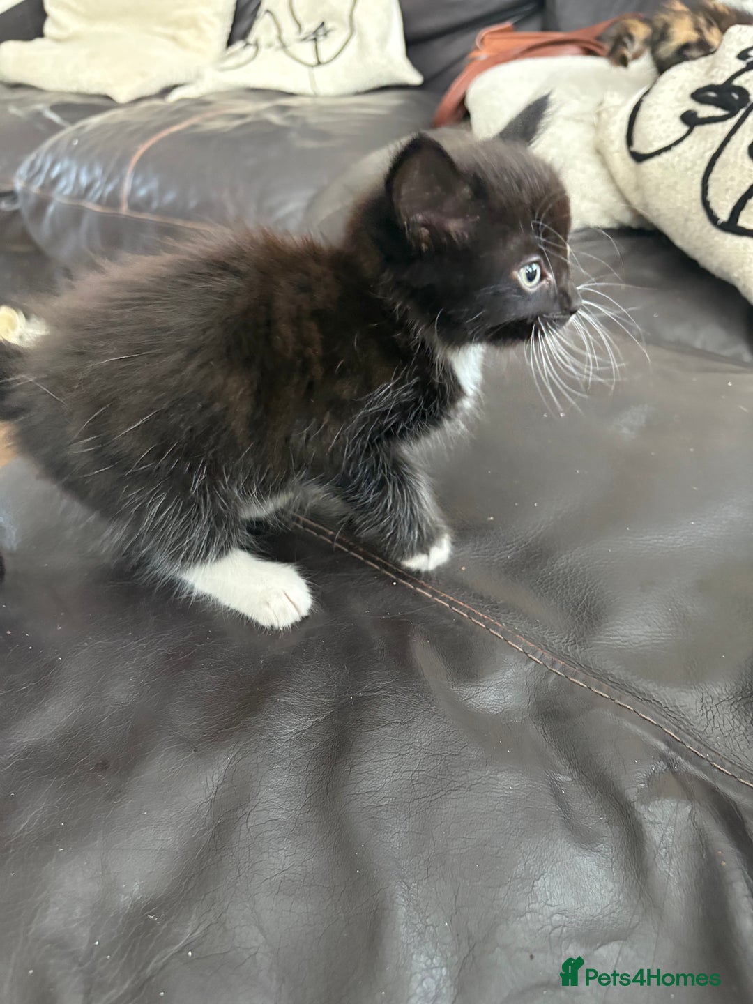Mixed Breed cats for sale: 2 beautiful tiny kittens  - Image 1