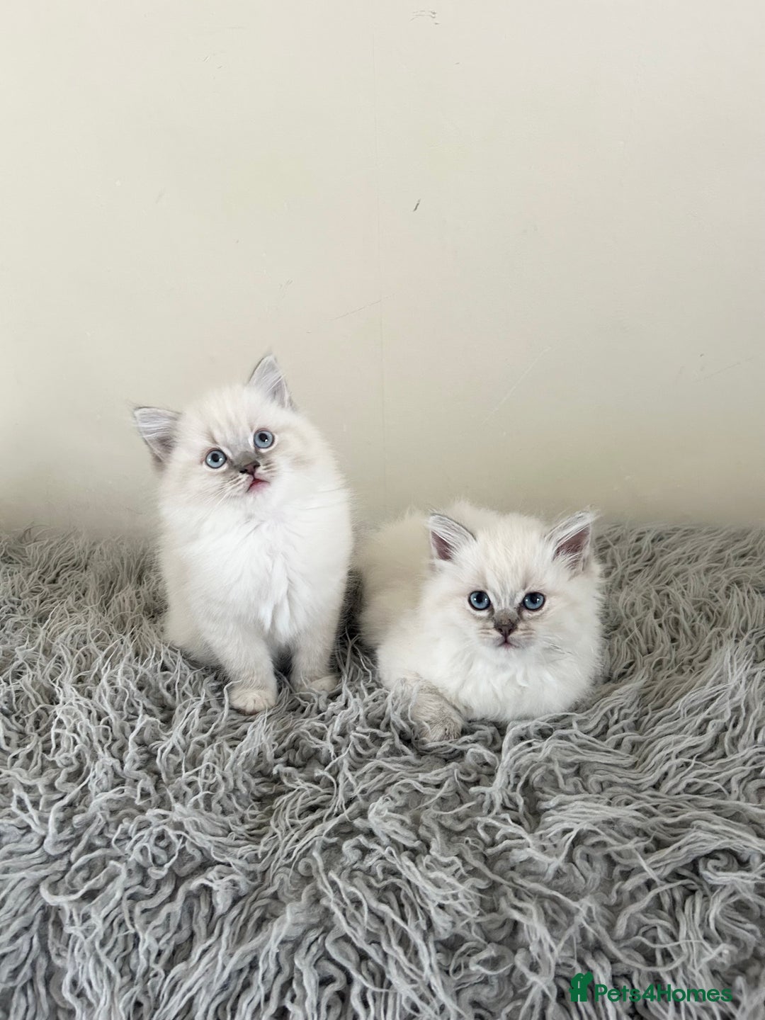 Ragdoll cats for sale: Ragdoll kittens  - Image 2