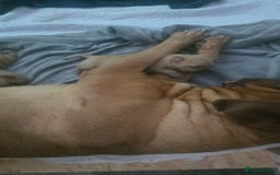 Dogue De Bordeaux dogs for sale: Dogue de bordeaux - Advert 2