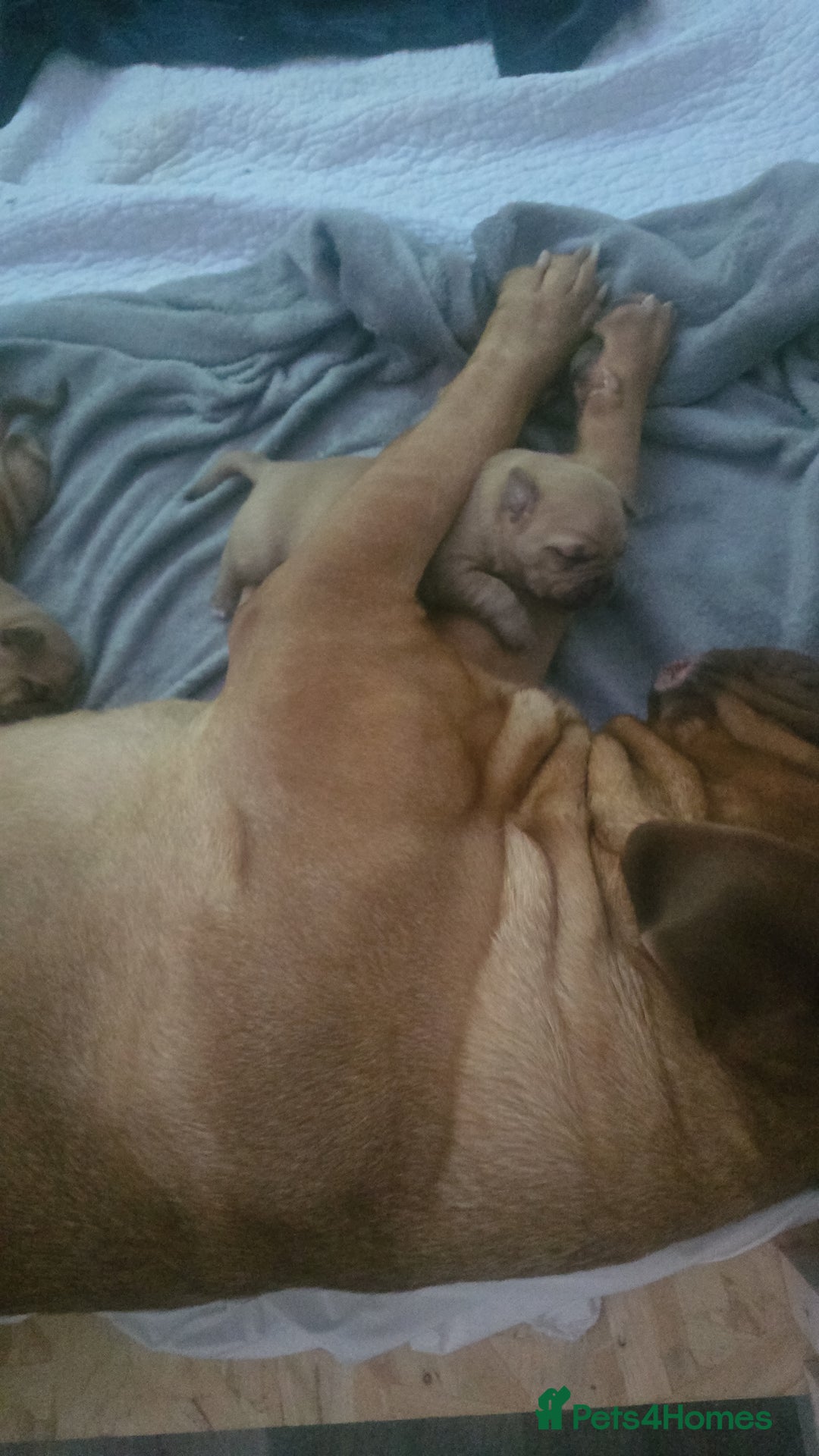 Dogue De Bordeaux dogs for sale: Dogue de bordeaux - Advert 2