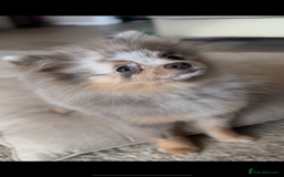Pomeranian dogs for sale: Lilac Merle Pomeranian Girl 1 yrs  - Image 3