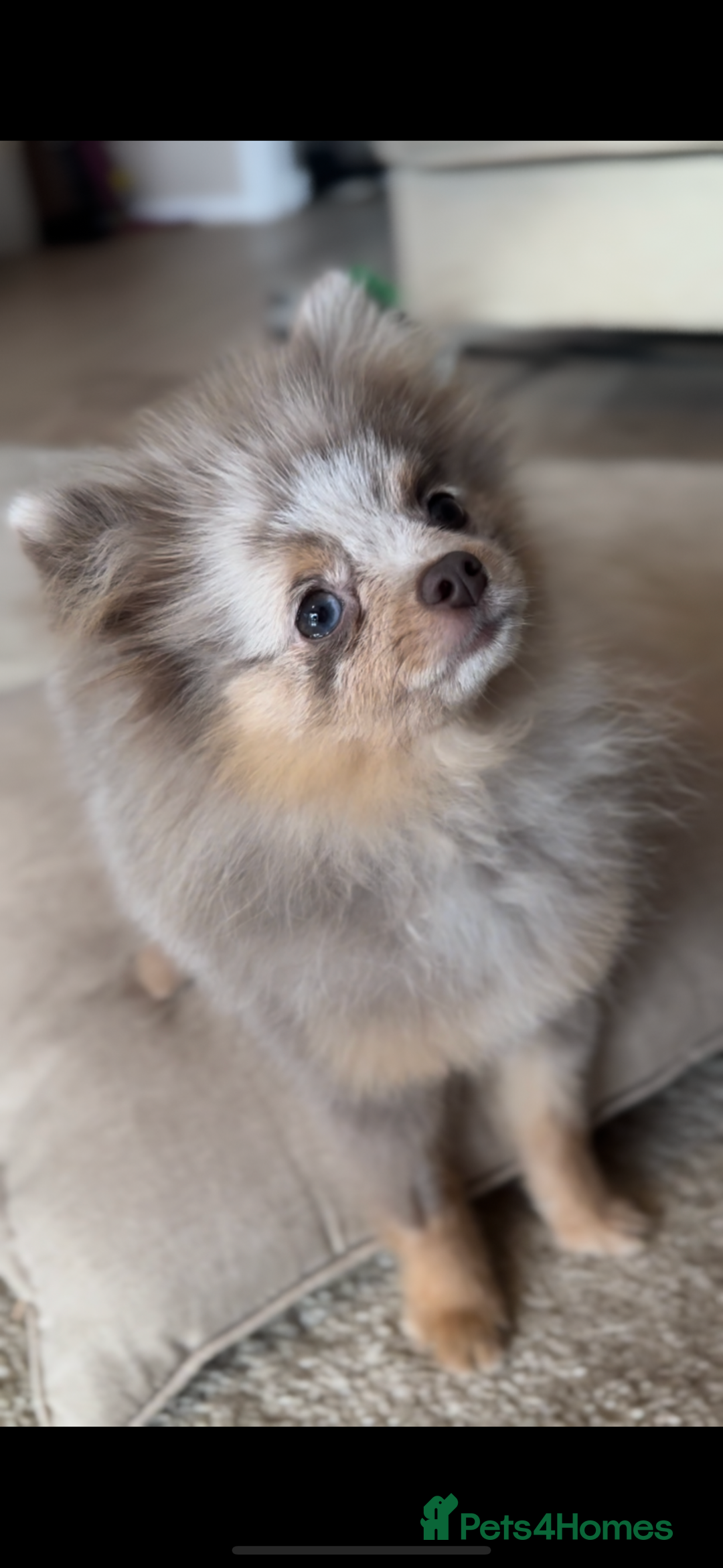 Pomeranian dogs for sale: Lilac Merle Pomeranian Girl 1 yrs  - Image 3