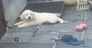 Golden Retriever dogs - Advert 8